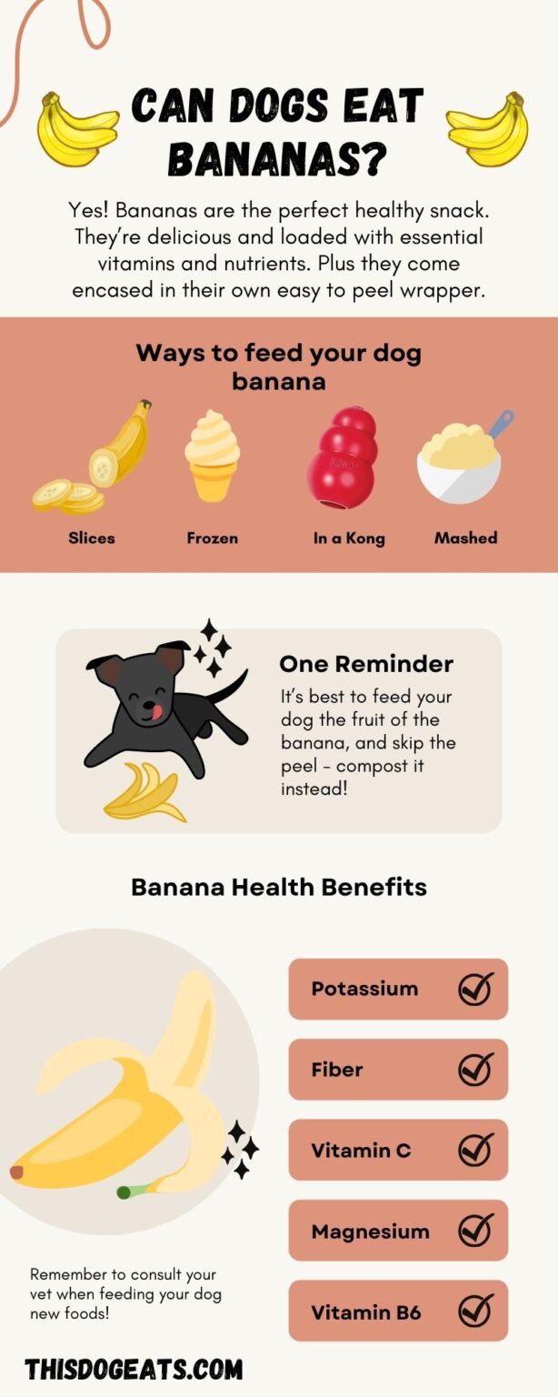 Can Dogs Eat Bananas? - This Dog Eats