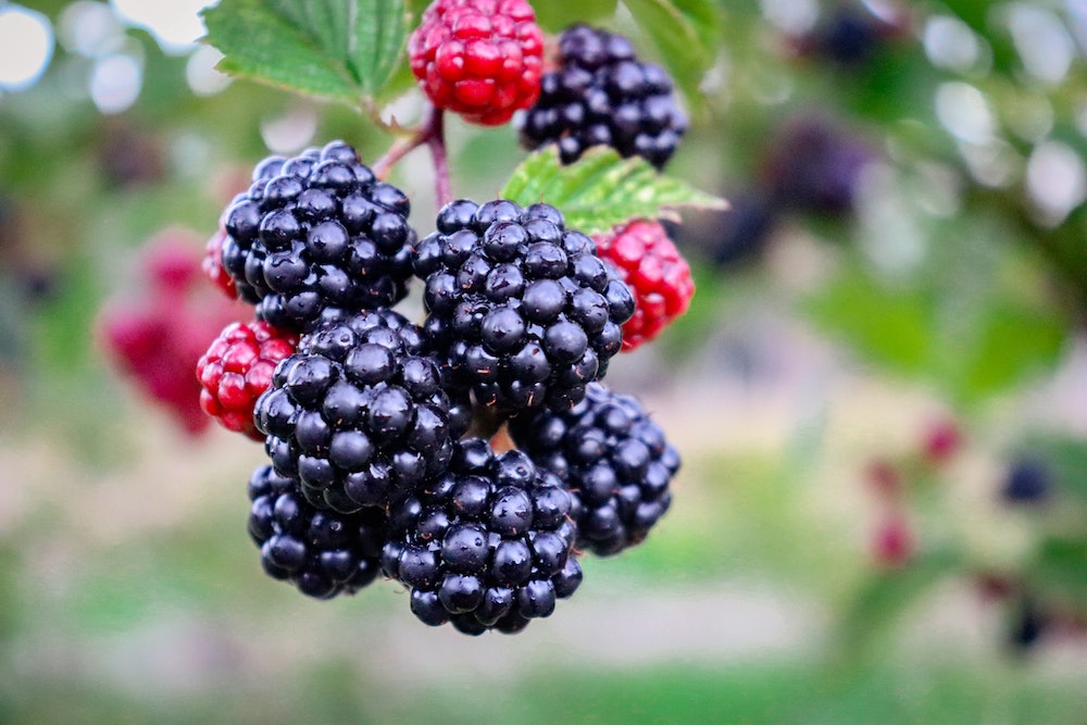 Wild blackberries.