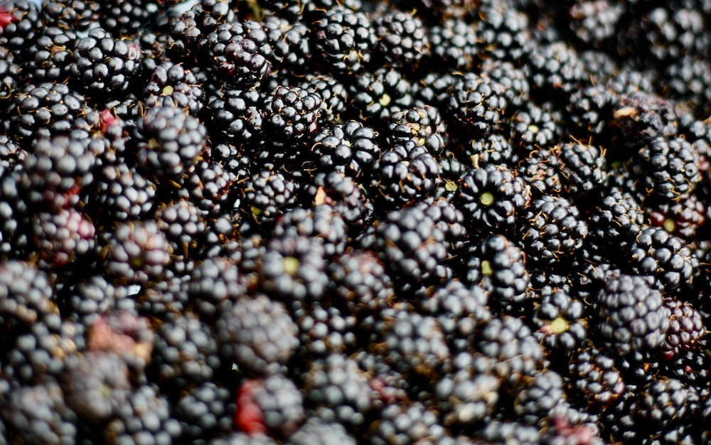 are wild blackberries bad for dogs