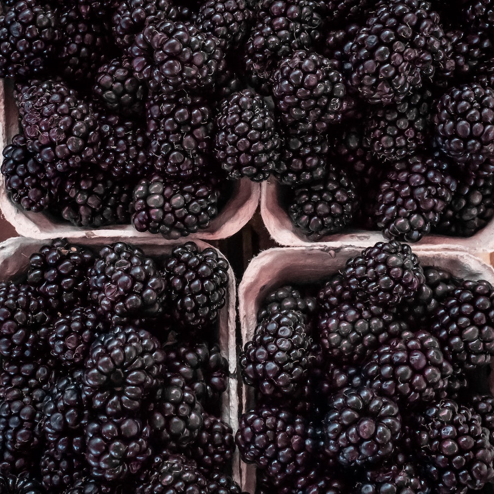 are wild blackberries bad for dogs