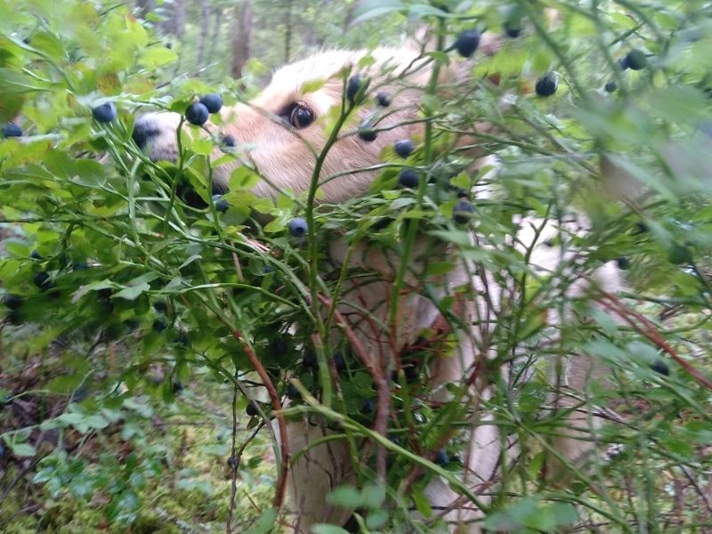 A dog in a blueberry bush. 