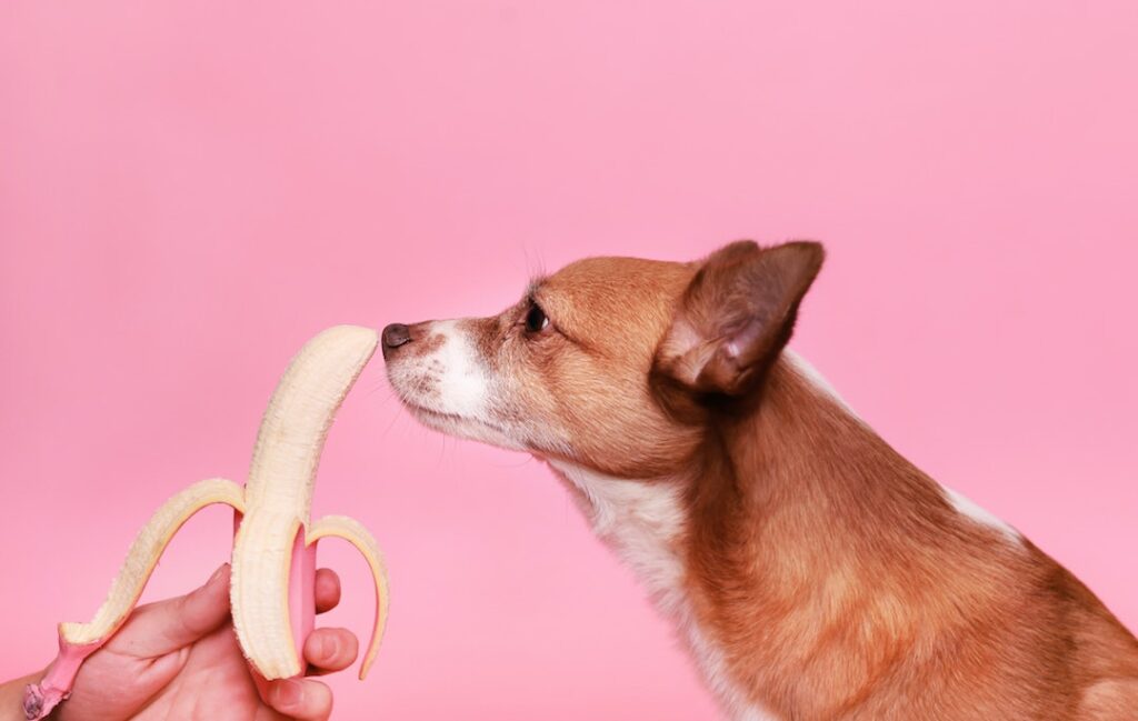 can-dogs-eat-bananas-this-dog-eats