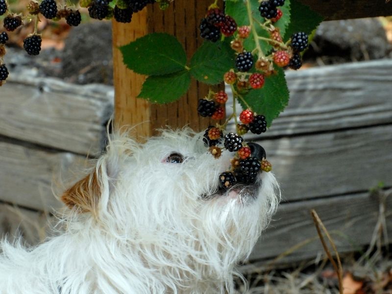 A dog eating off a blackberry bush.