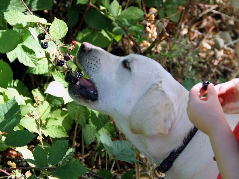 A dog eating off a blackberry bush.