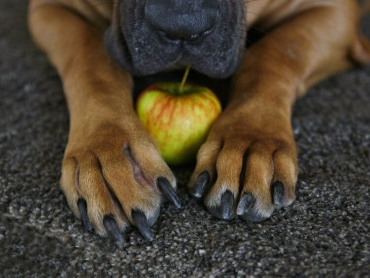 Can dogs eat apples? This Dog Eats