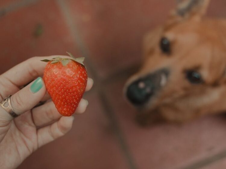 Can dogs eat strawberries? This Dog Eats