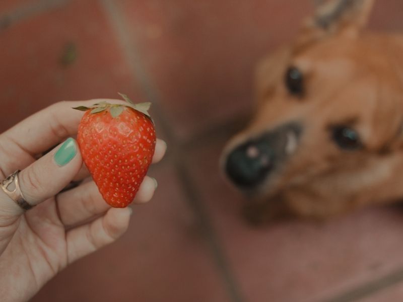 can dogs eat the green part of strawberries