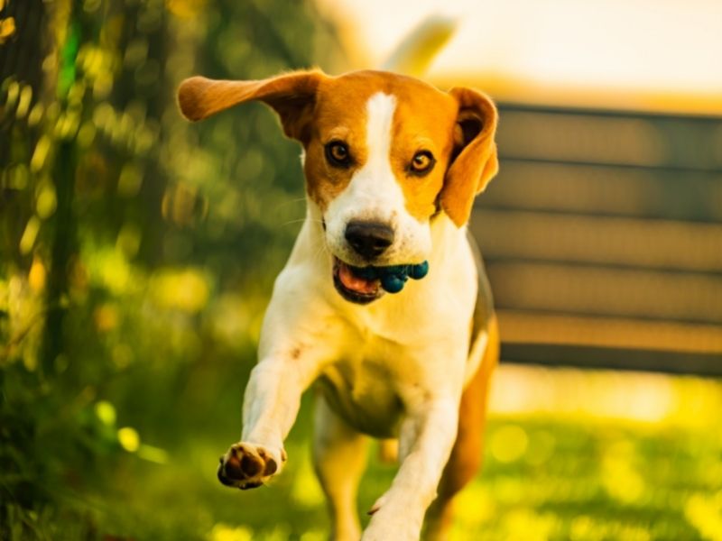 A dog running with blueberries. 