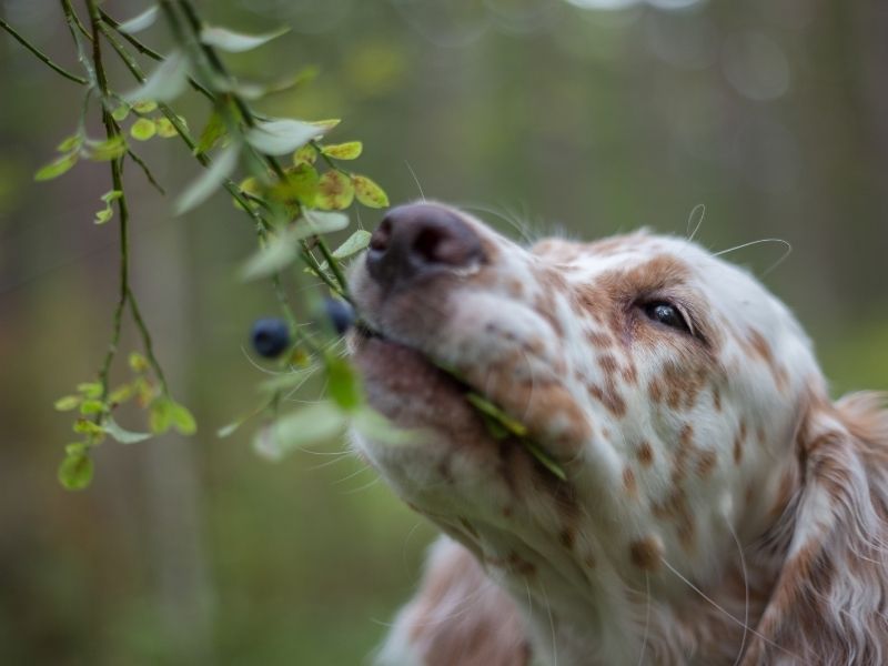 A dog eating blueberries. 