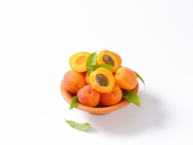 Can dogs eat apricots? This Dog Eats