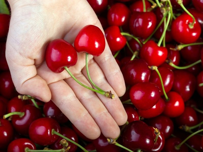 are black cherries safe for dogs