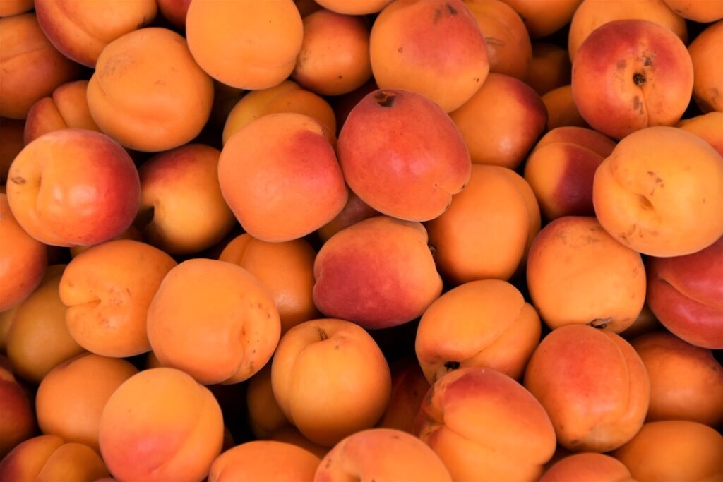 are apricot kernels safe for dogs