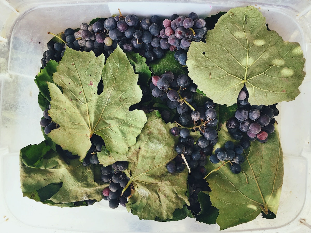 Picture of Can dogs eat grapes? Everything you need to know. - This Dog Eats