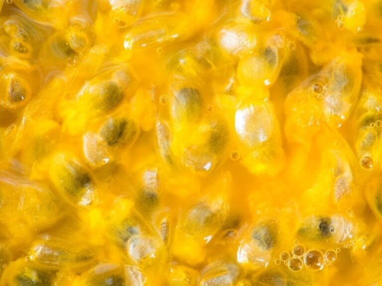 Can dogs eat passion fruit? This Dog Eats